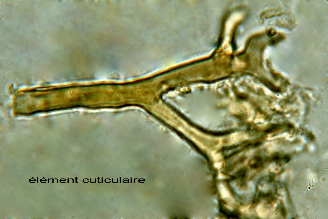 Probabile Ganoderma adspersum-foto6463(Ganoderma adspersum)